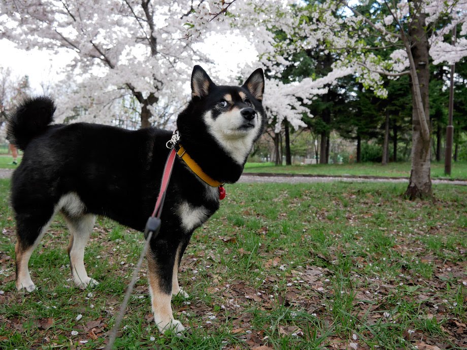 f:id:tsuruten:20210520092712j:plain