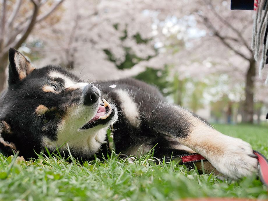 f:id:tsuruten:20210520092841j:plain