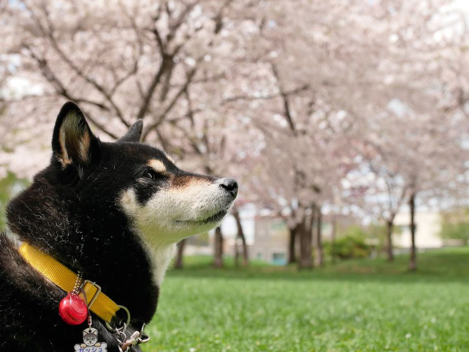 f:id:tsuruten:20210520092908j:plain
