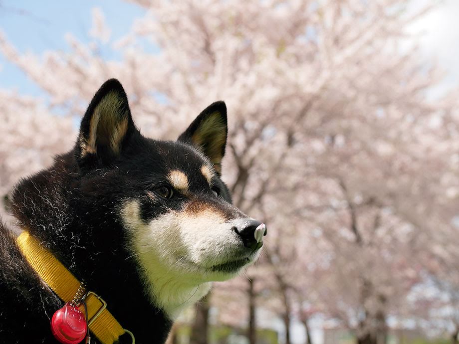 f:id:tsuruten:20210520092914j:plain