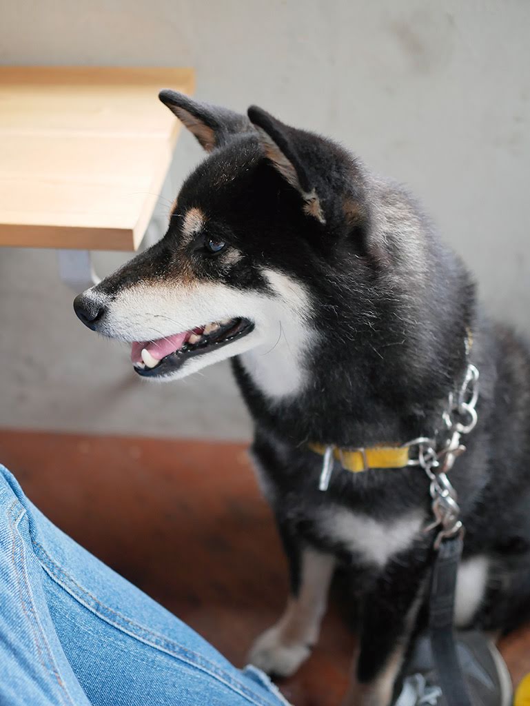 f:id:tsuruten:20210520093840j:plain