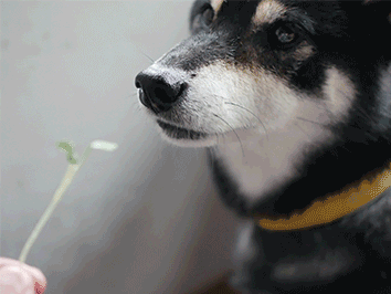 f:id:tsuruten:20210520093907g:plain