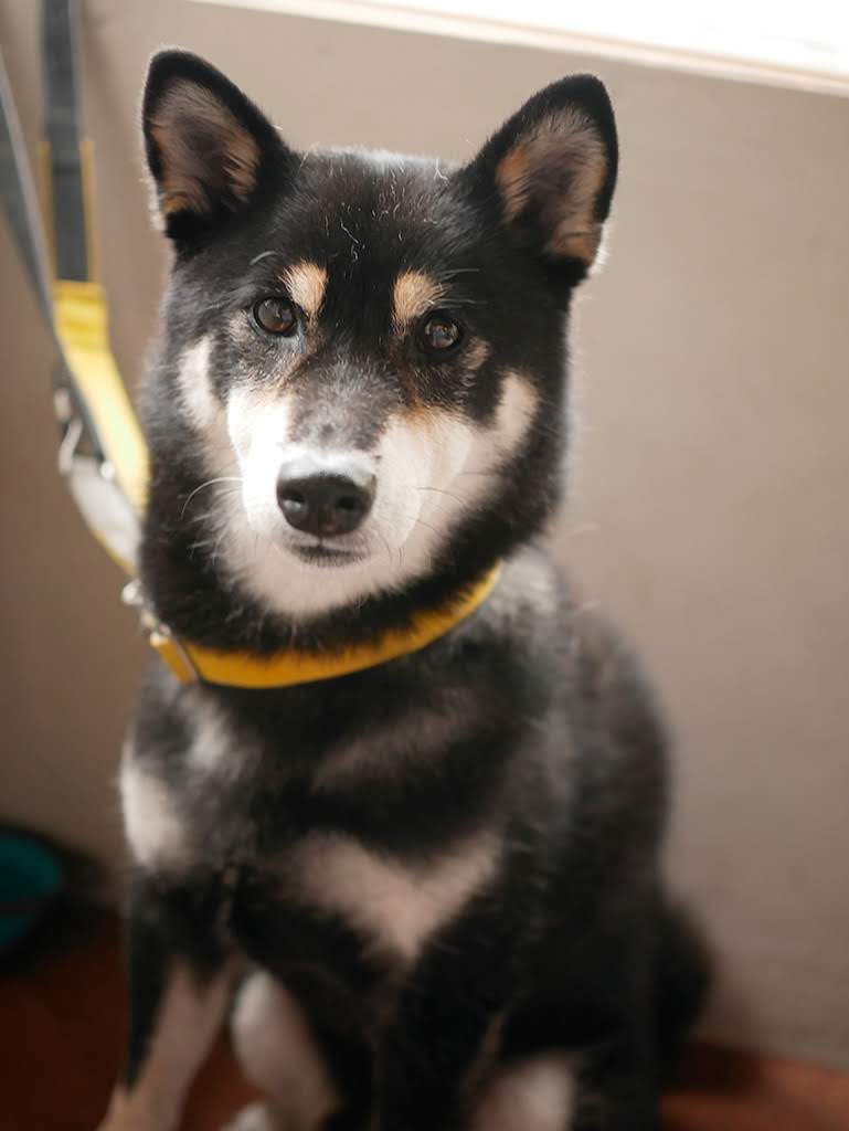 f:id:tsuruten:20210520094053j:plain