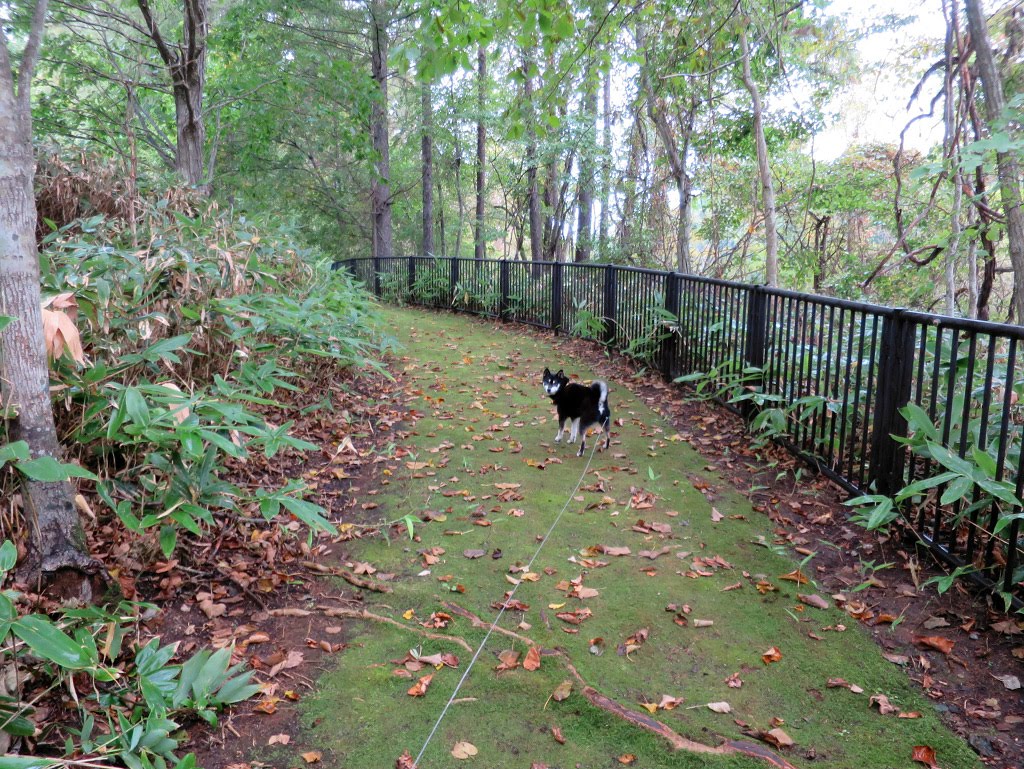 f:id:tsuruten:20210520100121j:plain