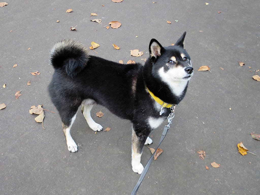 f:id:tsuruten:20210520100235j:plain