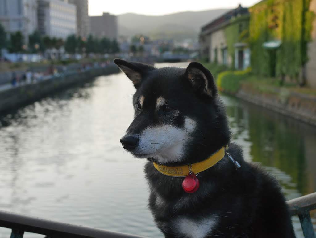f:id:tsuruten:20210520100805j:plain