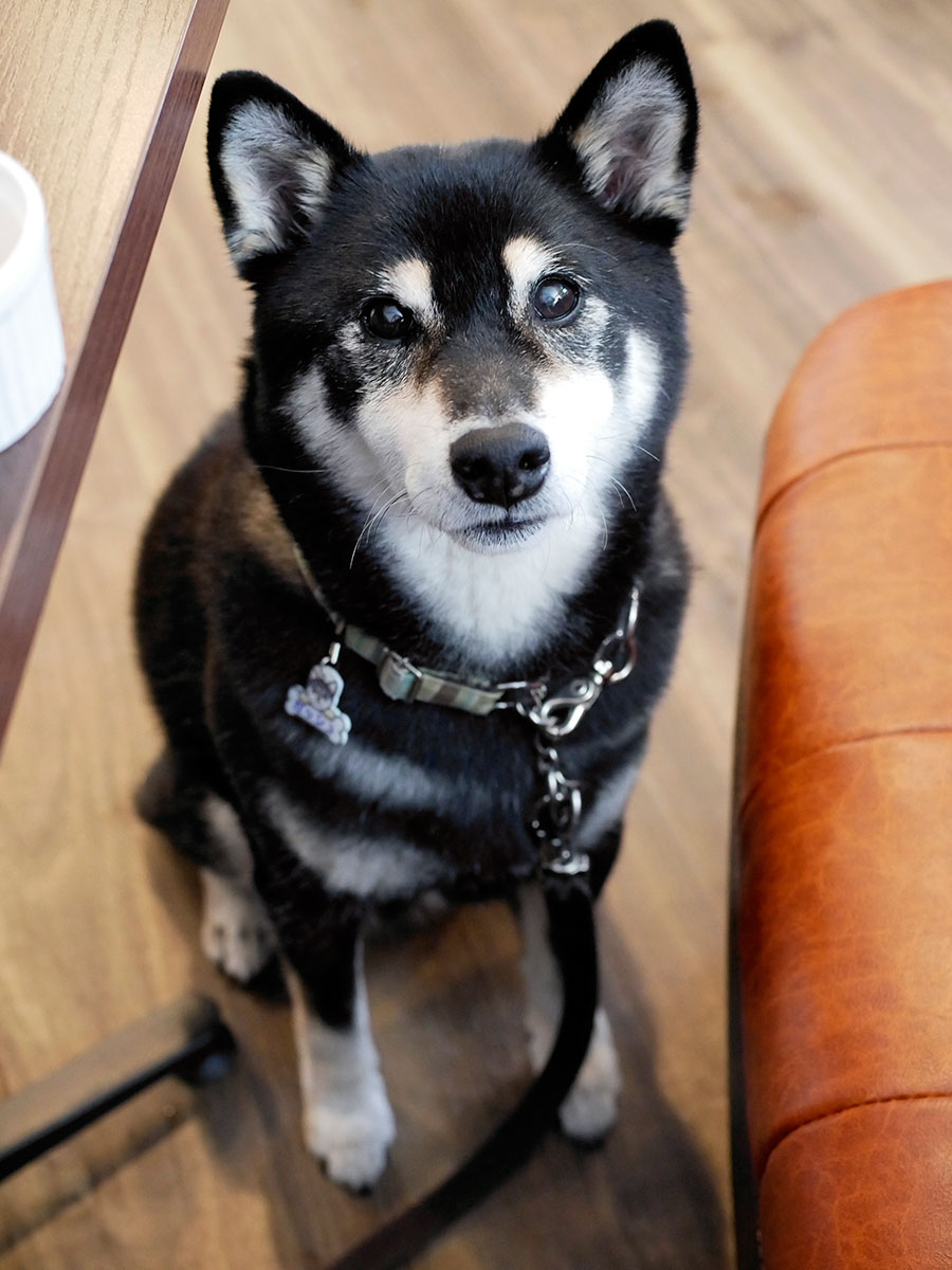f:id:tsuruten:20210520223658j:plain