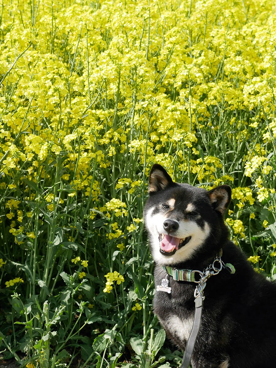 天神山緑地の藤と安平町の菜の花畑 柴犬のガッシュ
