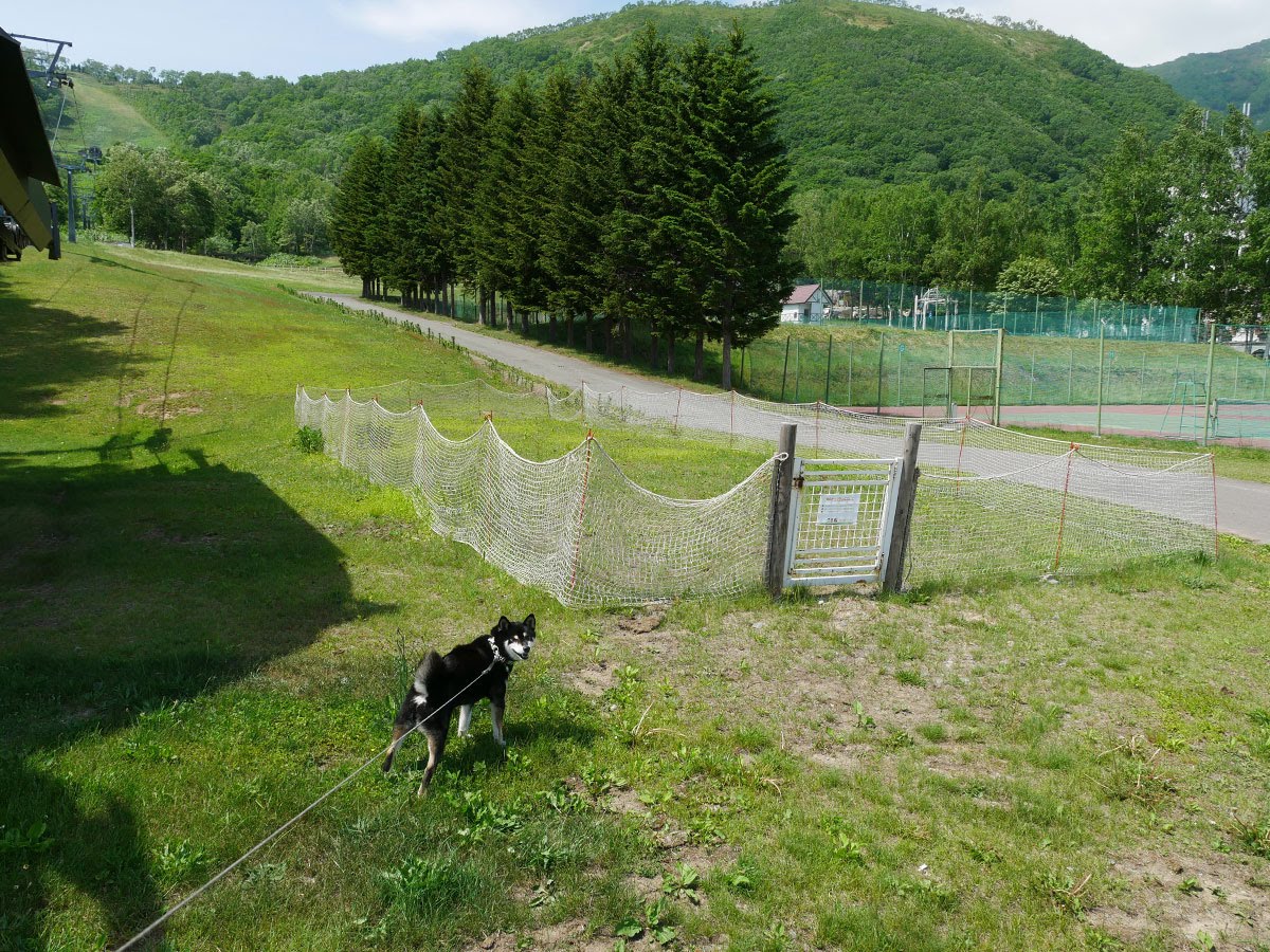 f:id:tsuruten:20210521150820j:plain