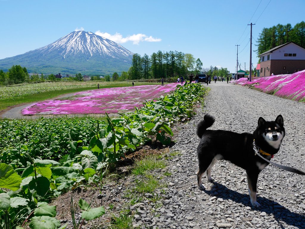 f:id:tsuruten:20210521154827j:plain