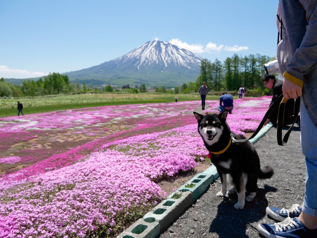 f:id:tsuruten:20210521154834j:plain