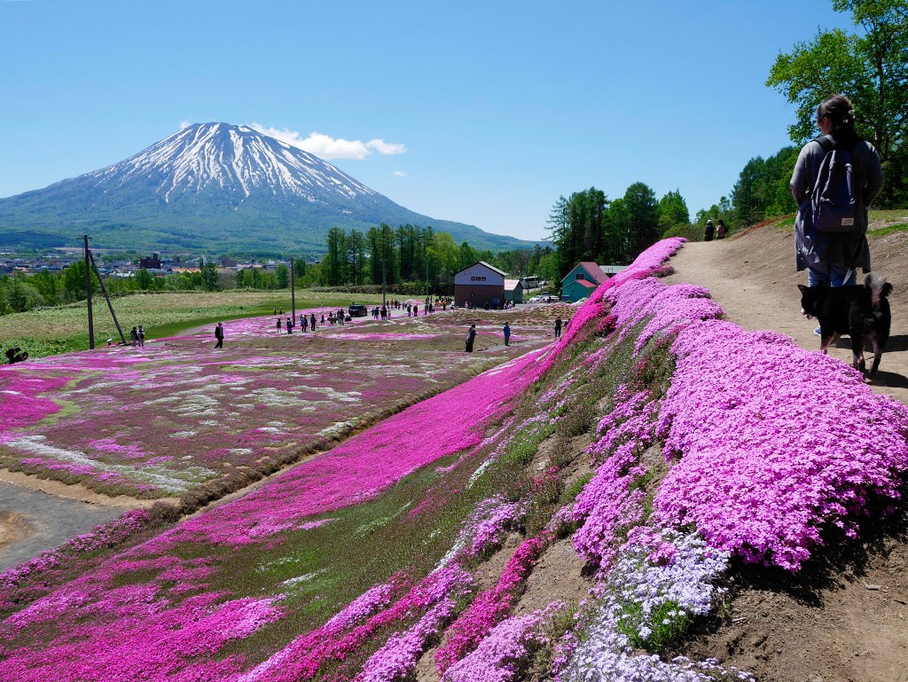 f:id:tsuruten:20210521154930j:plain