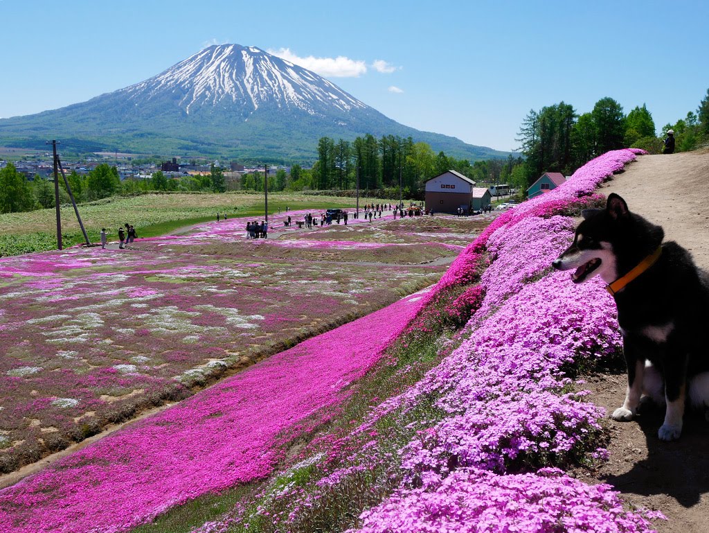 f:id:tsuruten:20210521154936j:plain