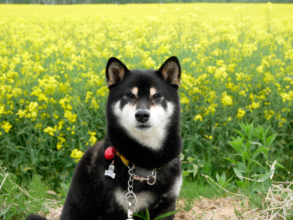 f:id:tsuruten:20210530124420j:plain
