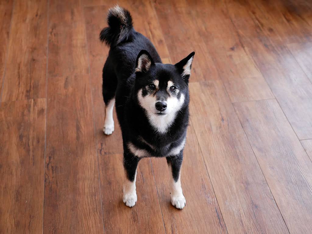 f:id:tsuruten:20210601151920j:plain