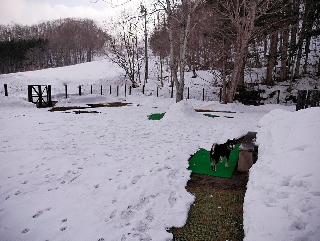 f:id:tsuruten:20210601152149j:plain