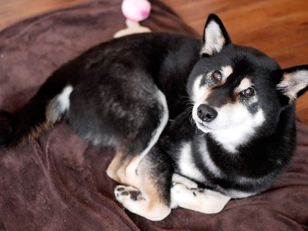 f:id:tsuruten:20210601152241j:plain