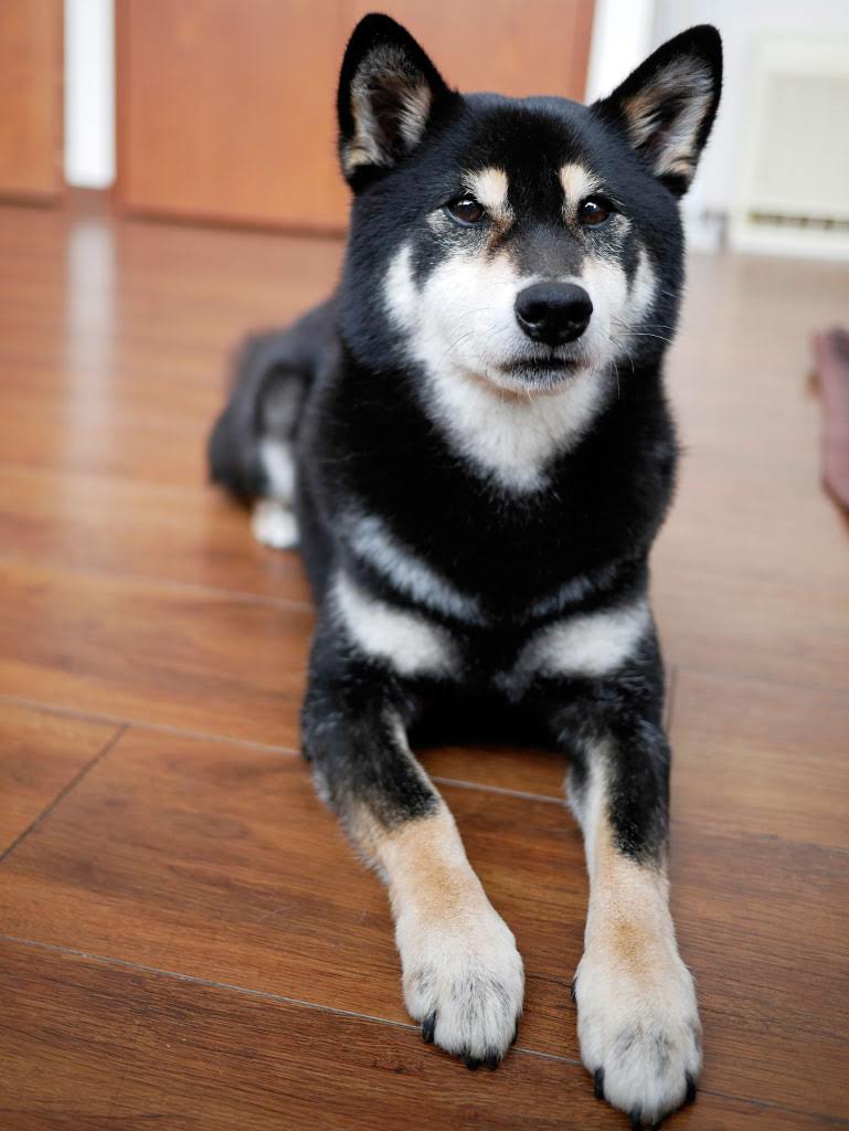 f:id:tsuruten:20210601152405j:plain