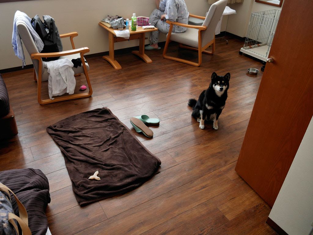 f:id:tsuruten:20210601152421j:plain