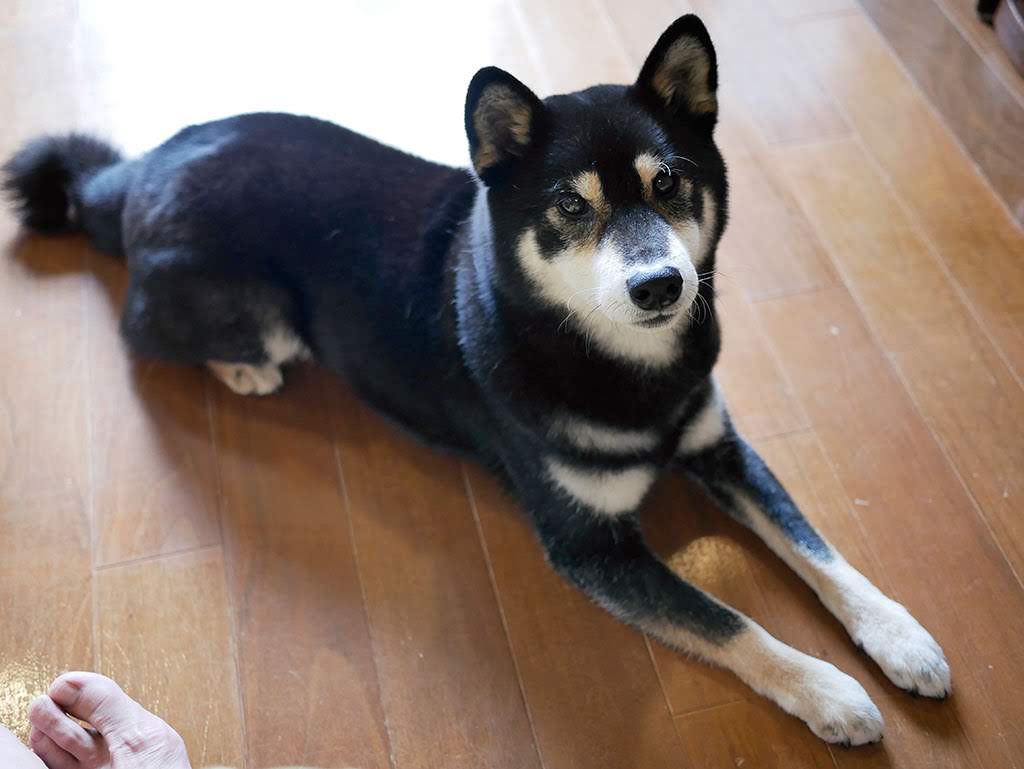 f:id:tsuruten:20210601152428j:plain