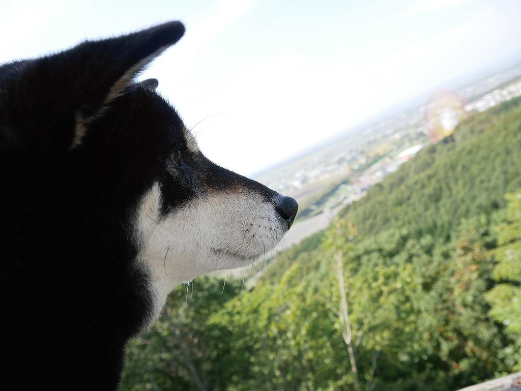 f:id:tsuruten:20210601164834j:plain