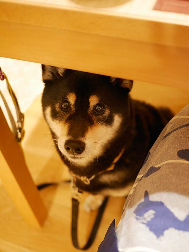 f:id:tsuruten:20210603115648j:plain