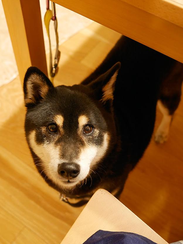 f:id:tsuruten:20210603115702j:plain