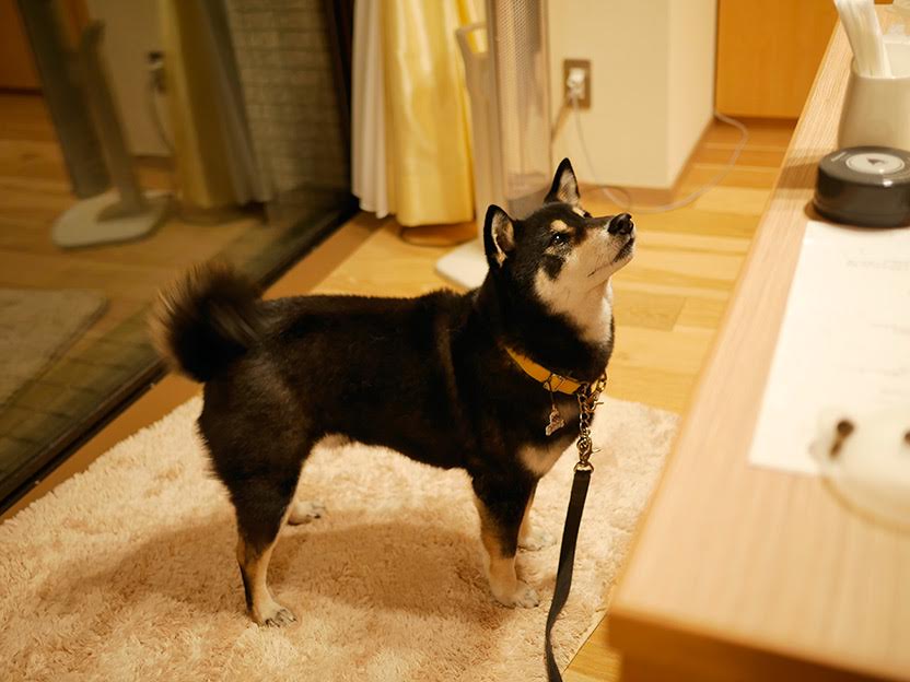 f:id:tsuruten:20210603115709j:plain