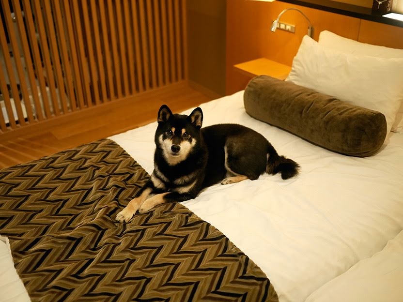 f:id:tsuruten:20210603115738j:plain