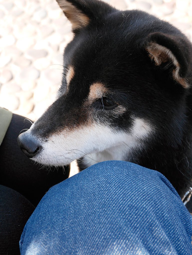 f:id:tsuruten:20210603132848j:plain