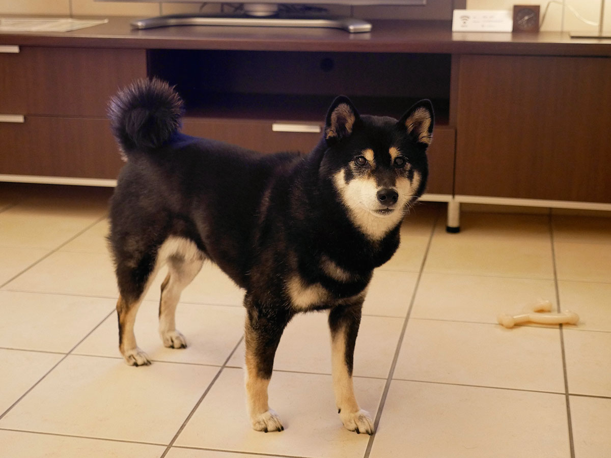 f:id:tsuruten:20210701230903j:plain