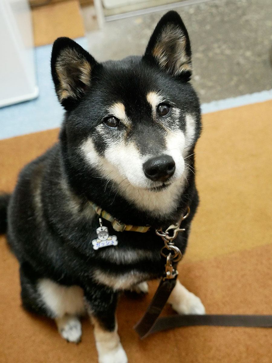 f:id:tsuruten:20210701230936j:plain
