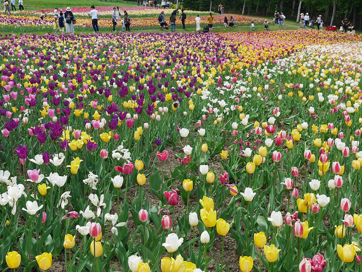 f:id:tsuruten:20210715092552j:plain