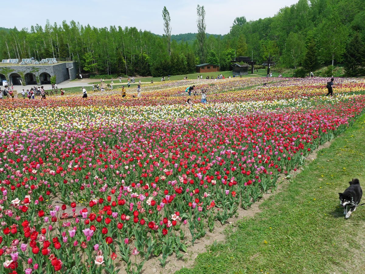 f:id:tsuruten:20210715092609j:plain