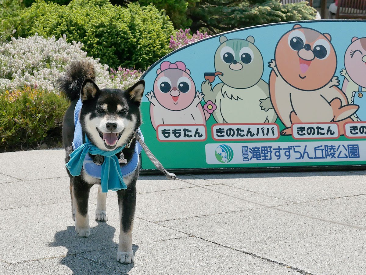 f:id:tsuruten:20210715092707j:plain