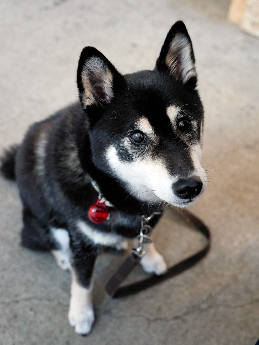 f:id:tsuruten:20210801165710j:plain