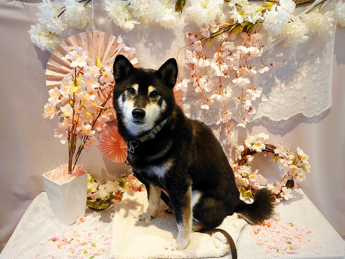 f:id:tsuruten:20210801165713j:plain