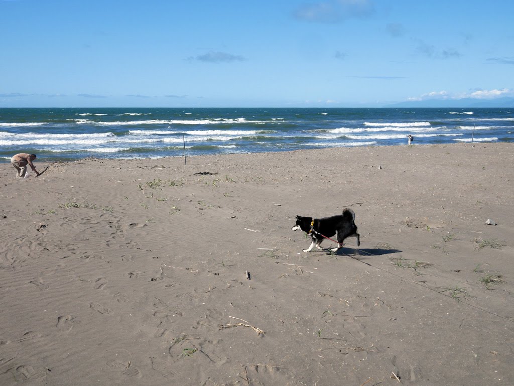 おたるドリームビーチを散歩してからチェントペルチェント屯田店でティータイムセット 柴犬のガッシュ