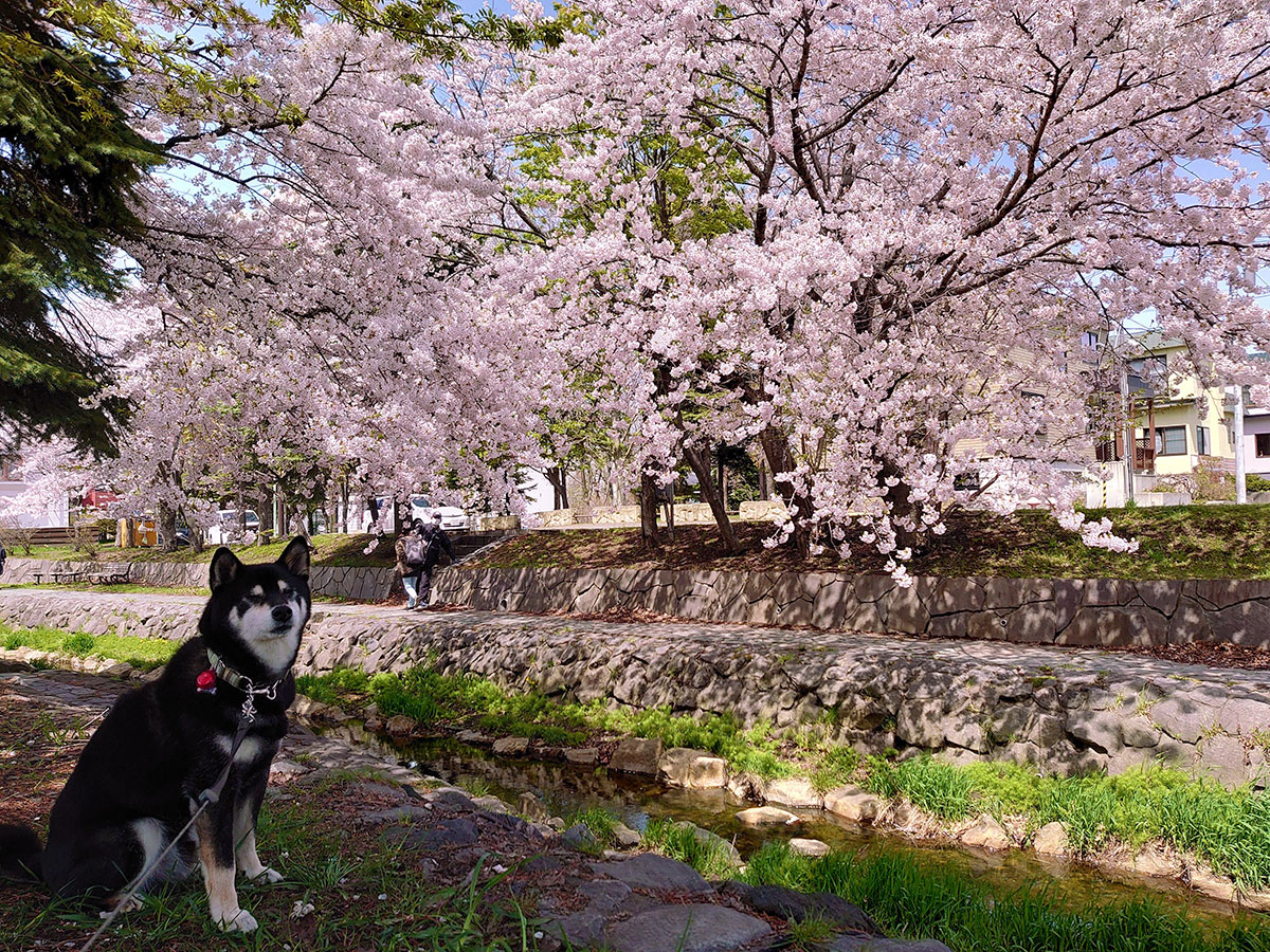 f:id:tsuruten:20211028224721j:plain