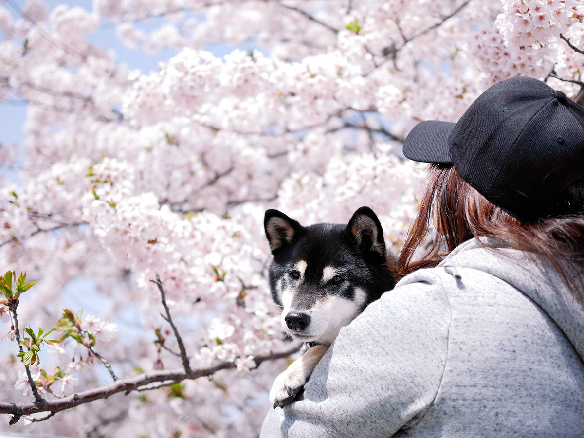 f:id:tsuruten:20211028224723j:plain