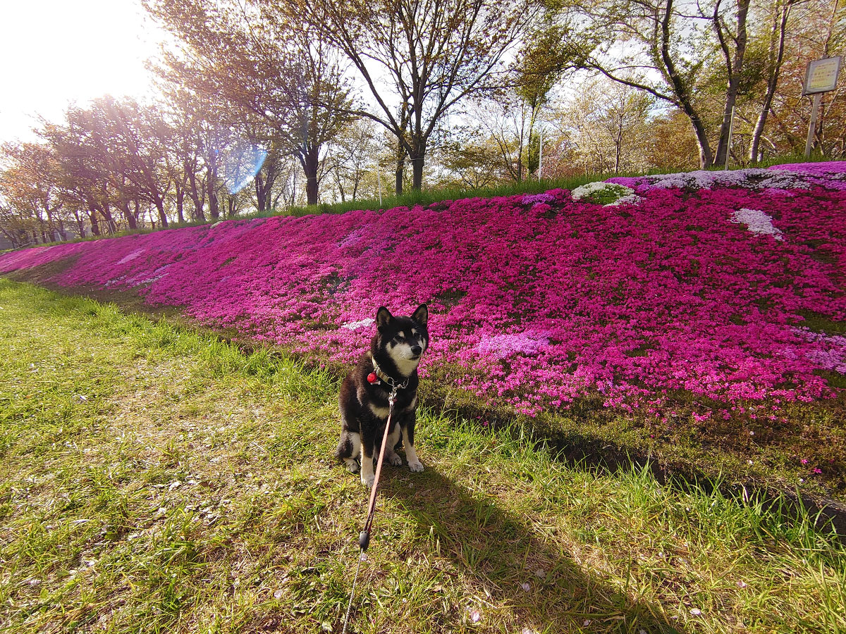 f:id:tsuruten:20211028224738j:plain