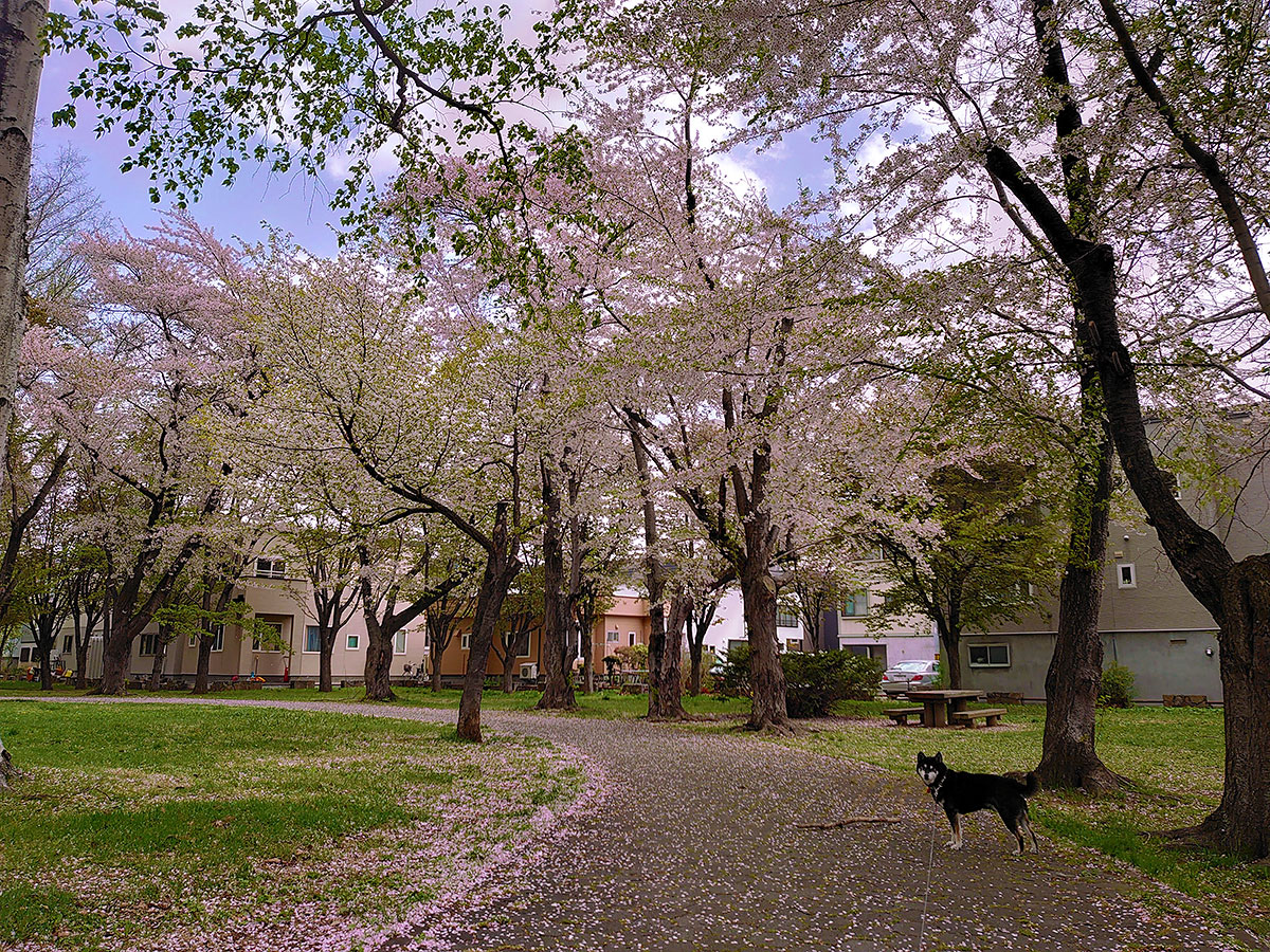 f:id:tsuruten:20211028230151j:plain
