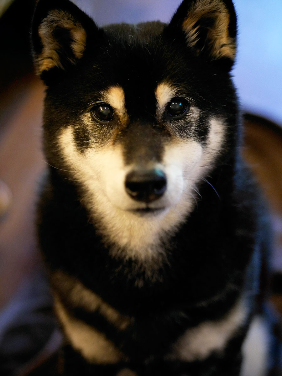 f:id:tsuruten:20211205201437j:plain