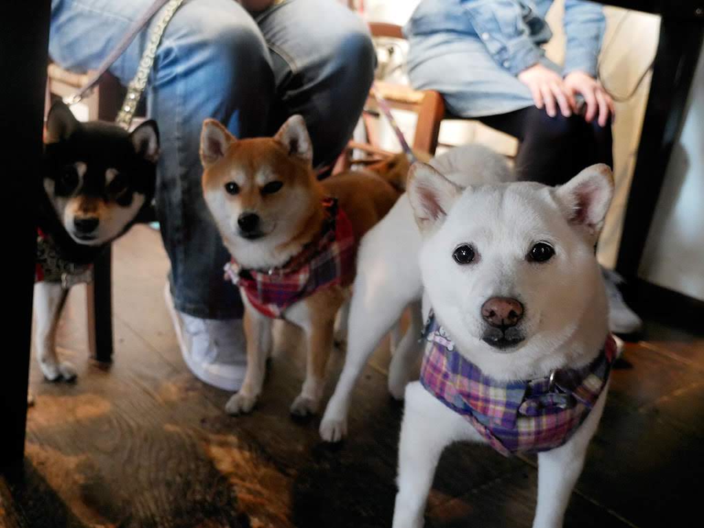 f:id:tsuruten:20211206122135j:plain