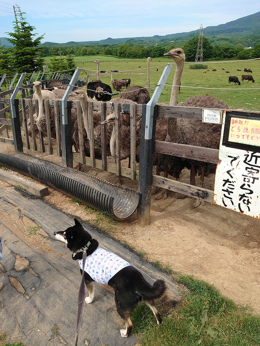f:id:tsuruten:20211208002009j:plain
