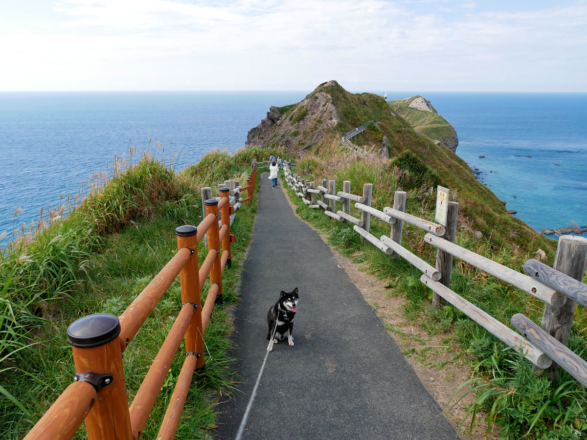 f:id:tsuruten:20220121220352j:plain