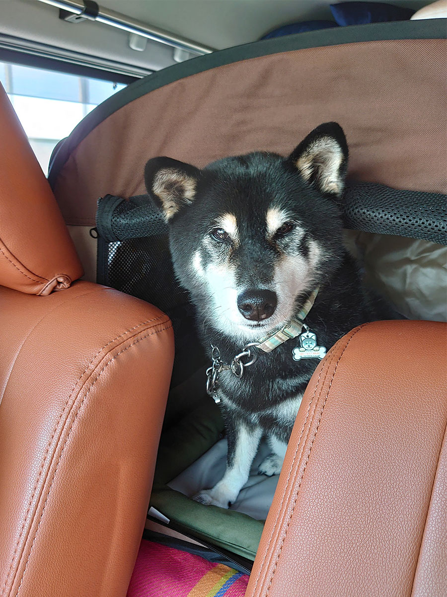 f:id:tsuruten:20220206164408j:plain