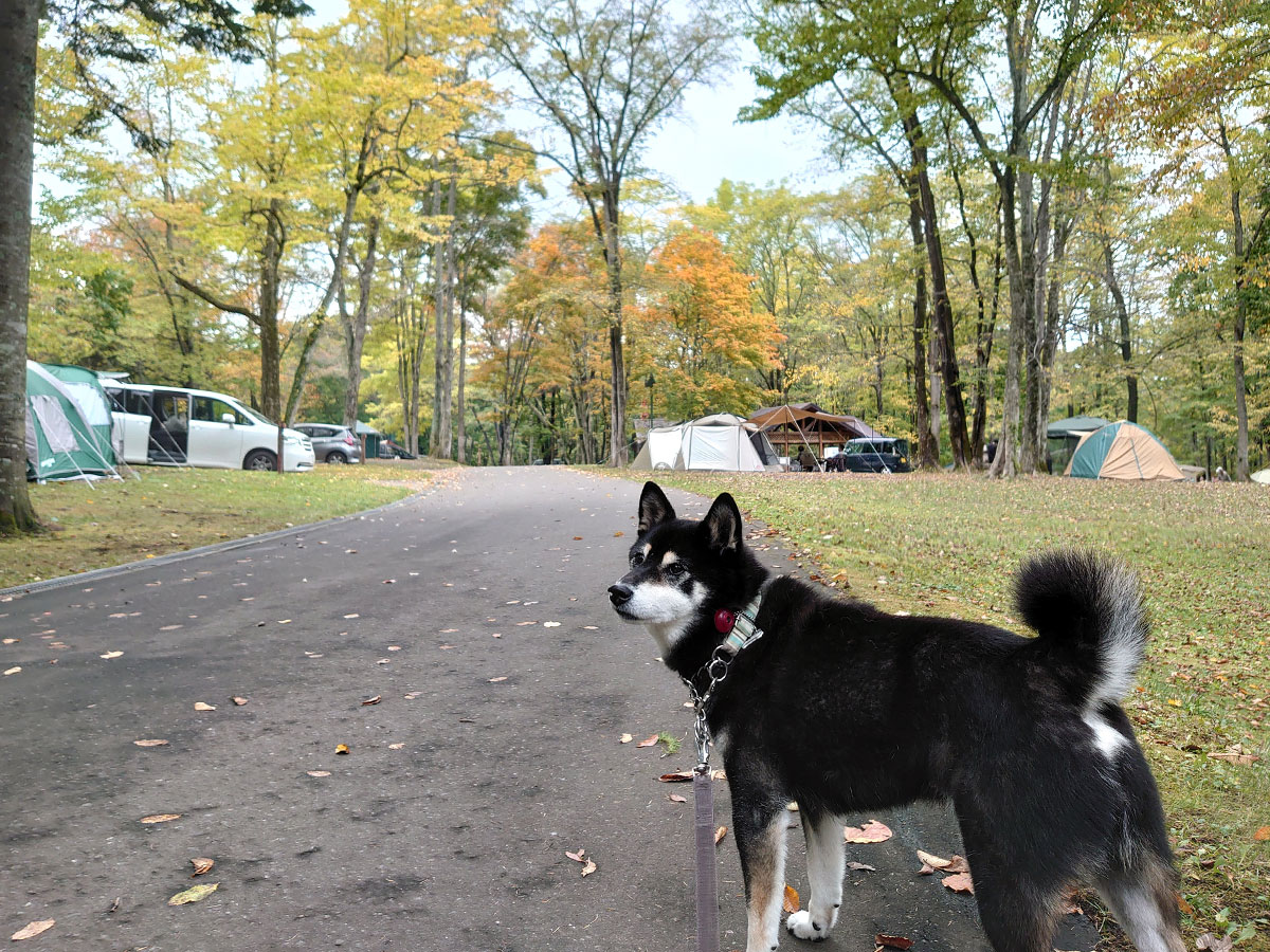 f:id:tsuruten:20220206164420j:plain