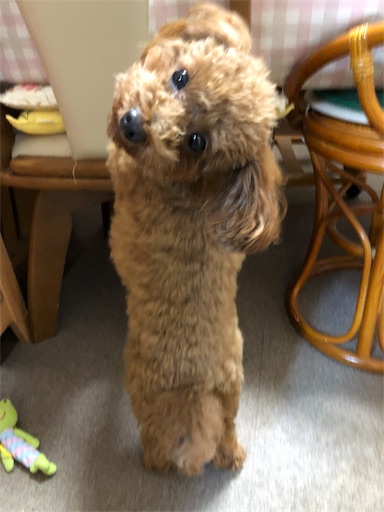 f:id:tsusa-sora:20190116112432j:plain f:id:tsusa-sora:20190116112432j:plain