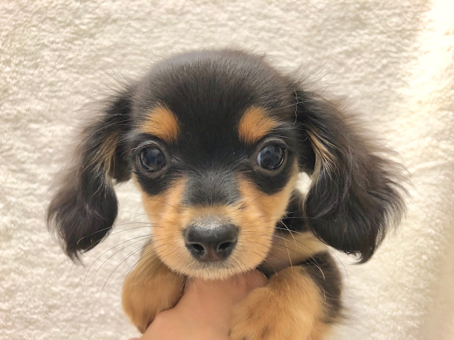 f:id:tsusa-sora:20190513154031j:plain f:id:tsusa-sora:20190513154031j:plain